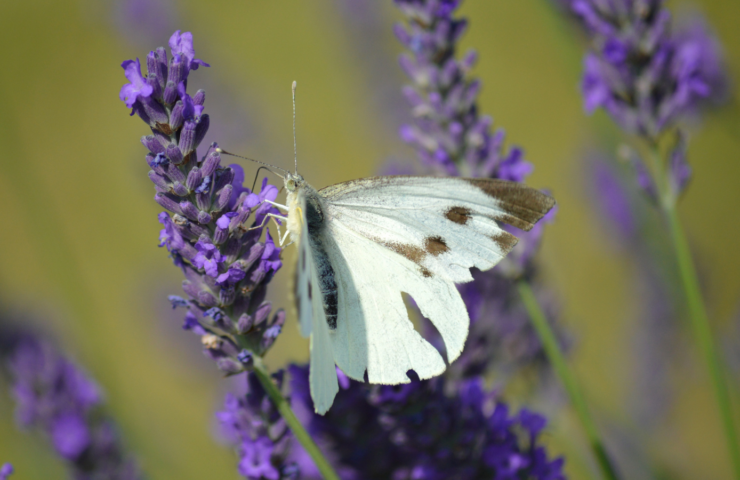 lavendel met een vlinder