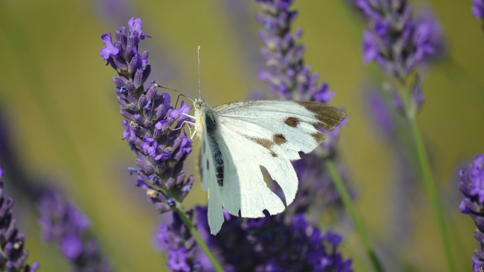 lavendel met een vlinder