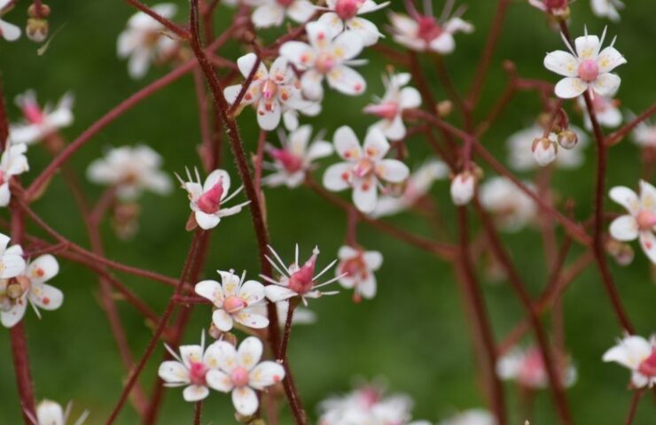 In mei ontwaakt de tuin in volle glorie en explodeert in een weelderig schouwspel van kleuren, geuren en nieuw leven.