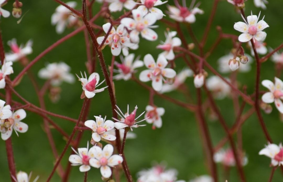 In mei ontwaakt de tuin in volle glorie en explodeert in een weelderig schouwspel van kleuren, geuren en nieuw leven.