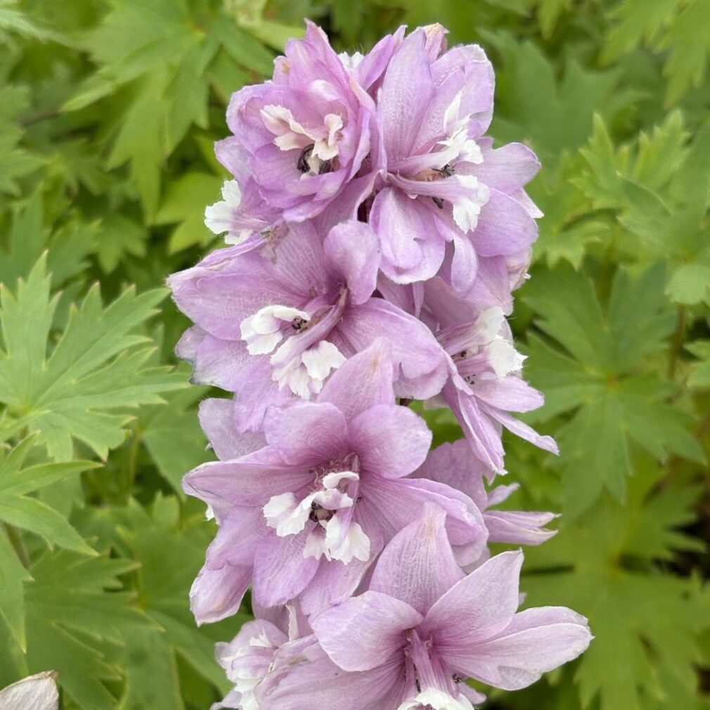 Delphinium 'Astolat' (Ridderspoor)