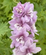 Delphinium 'Astolat' (Ridderspoor)