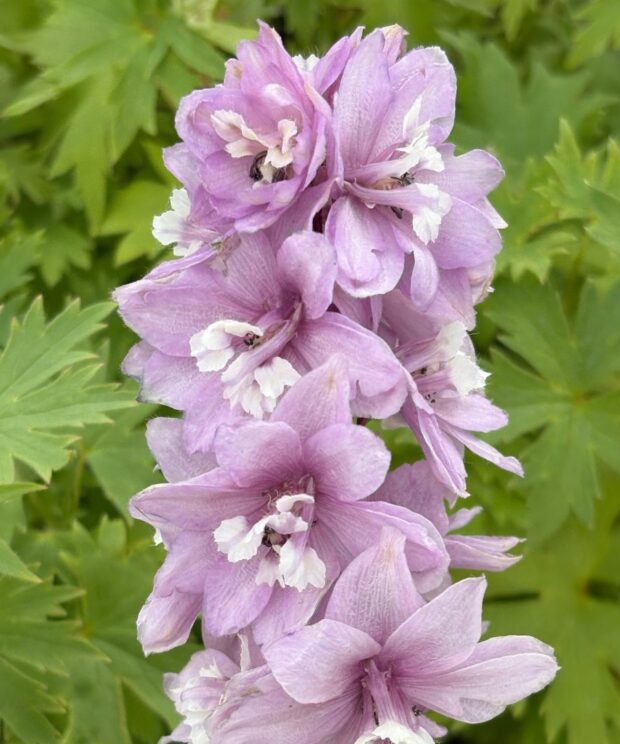 Delphinium 'Astolat' (Ridderspoor)