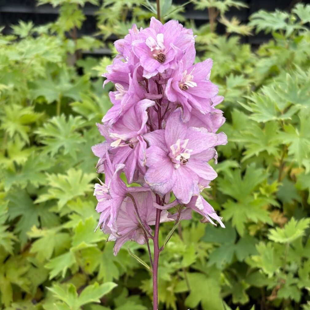 Delphinium 'Astolat' (Ridderspoor)