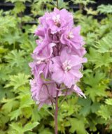 Delphinium 'Astolat' (Ridderspoor)