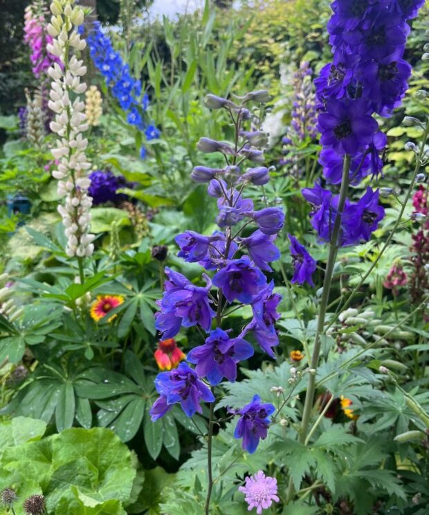 Delphinium 'Black Knight' (Ridderspoor)