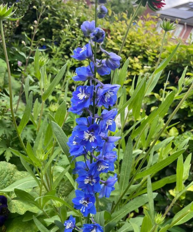 Delphinium 'Blue Bird' (Ridderspoor)