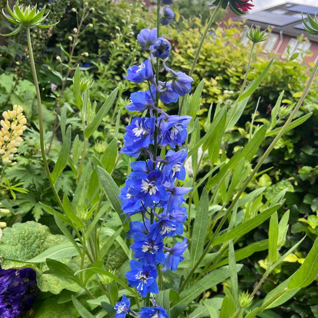Delphinium 'Blue Bird' (Ridderspoor)
