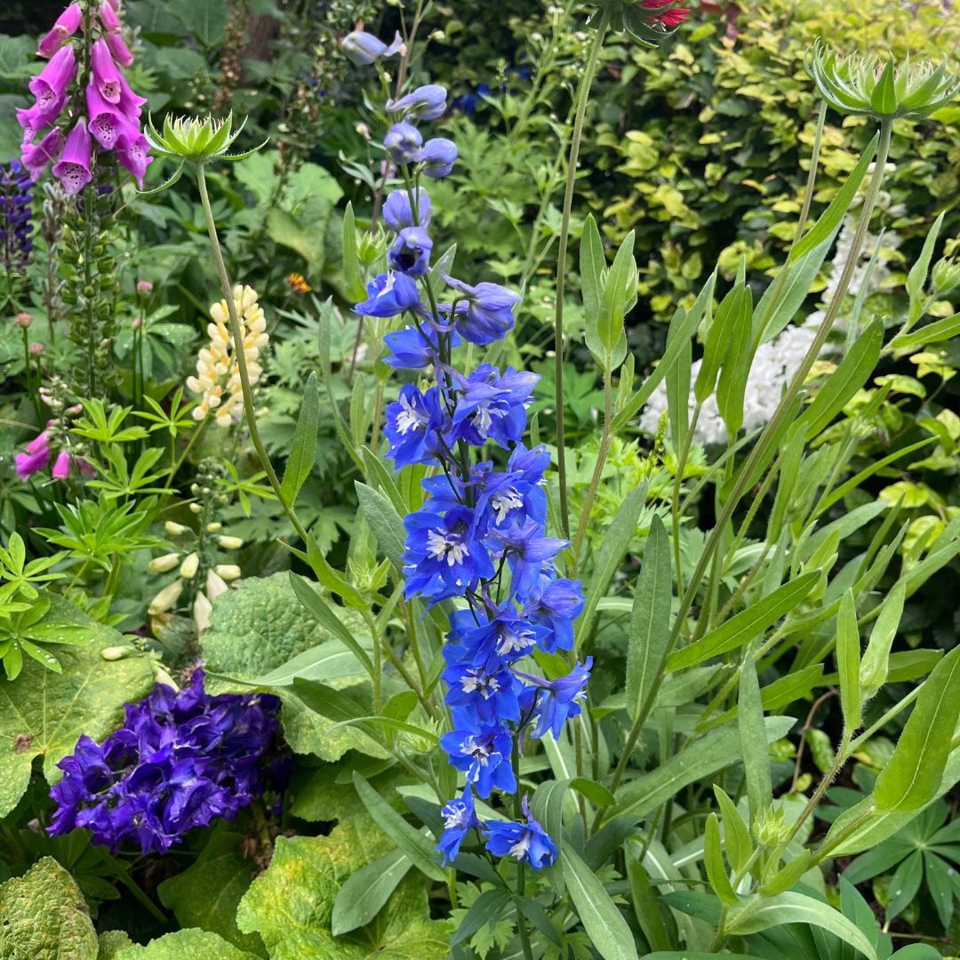 Delphinium 'Blue Bird' (Ridderspoor)