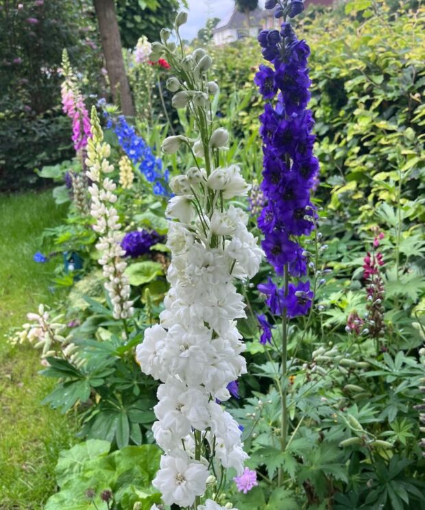 Delphinium 'Galahad' (Ridderspoor)