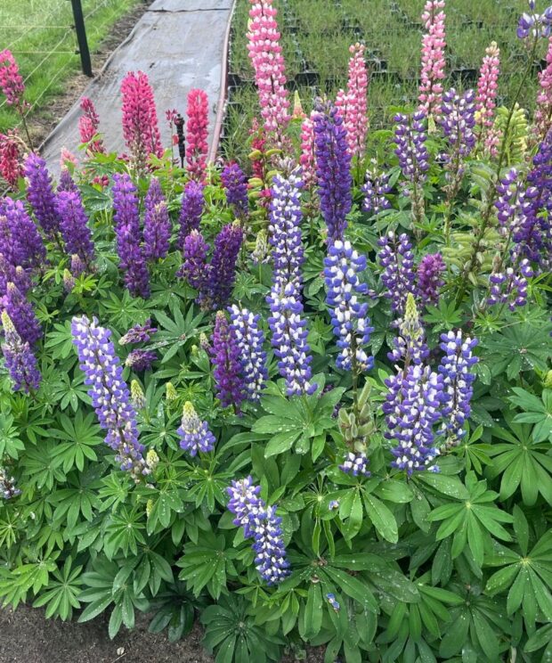 Lupinus 'Gallery Blue' (Lupine)