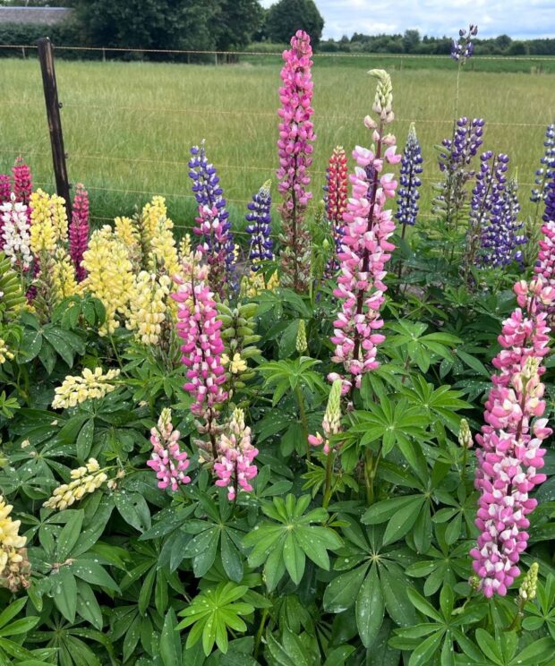 Lupinus 'Gallery Pink' (Lupine)