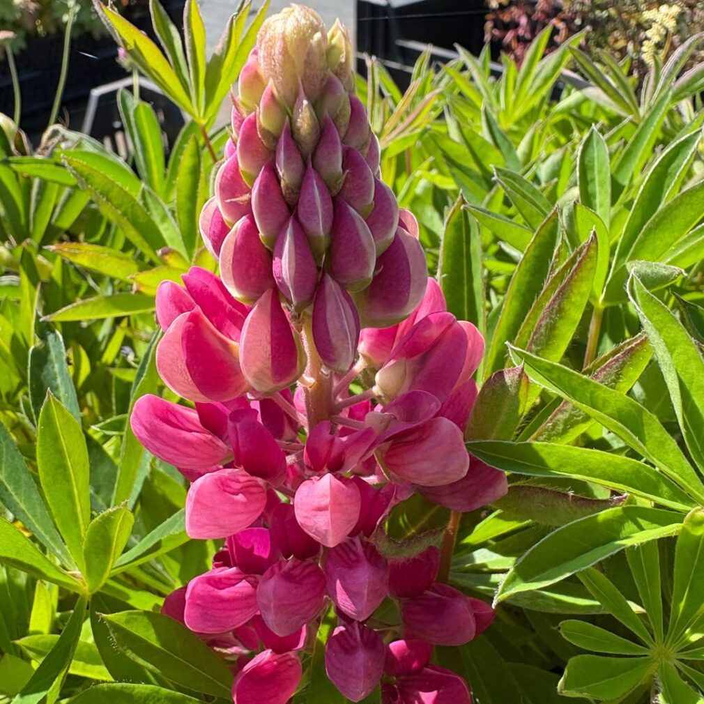 Lupinus 'Gallery Red' (Lupine)
