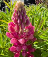Lupinus 'Gallery Red' (Lupine)
