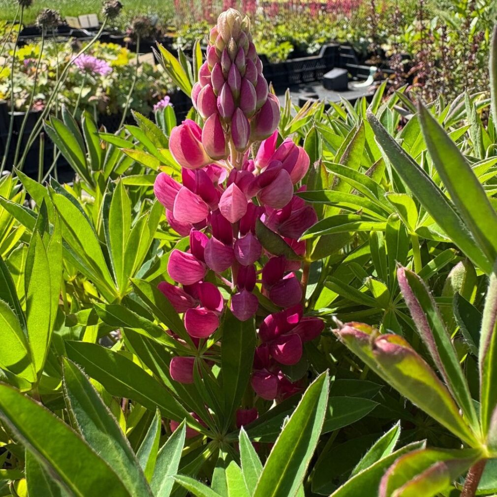 Lupinus 'Gallery Red' (Lupine)