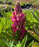 Lupinus 'Gallery Red' (Lupine)