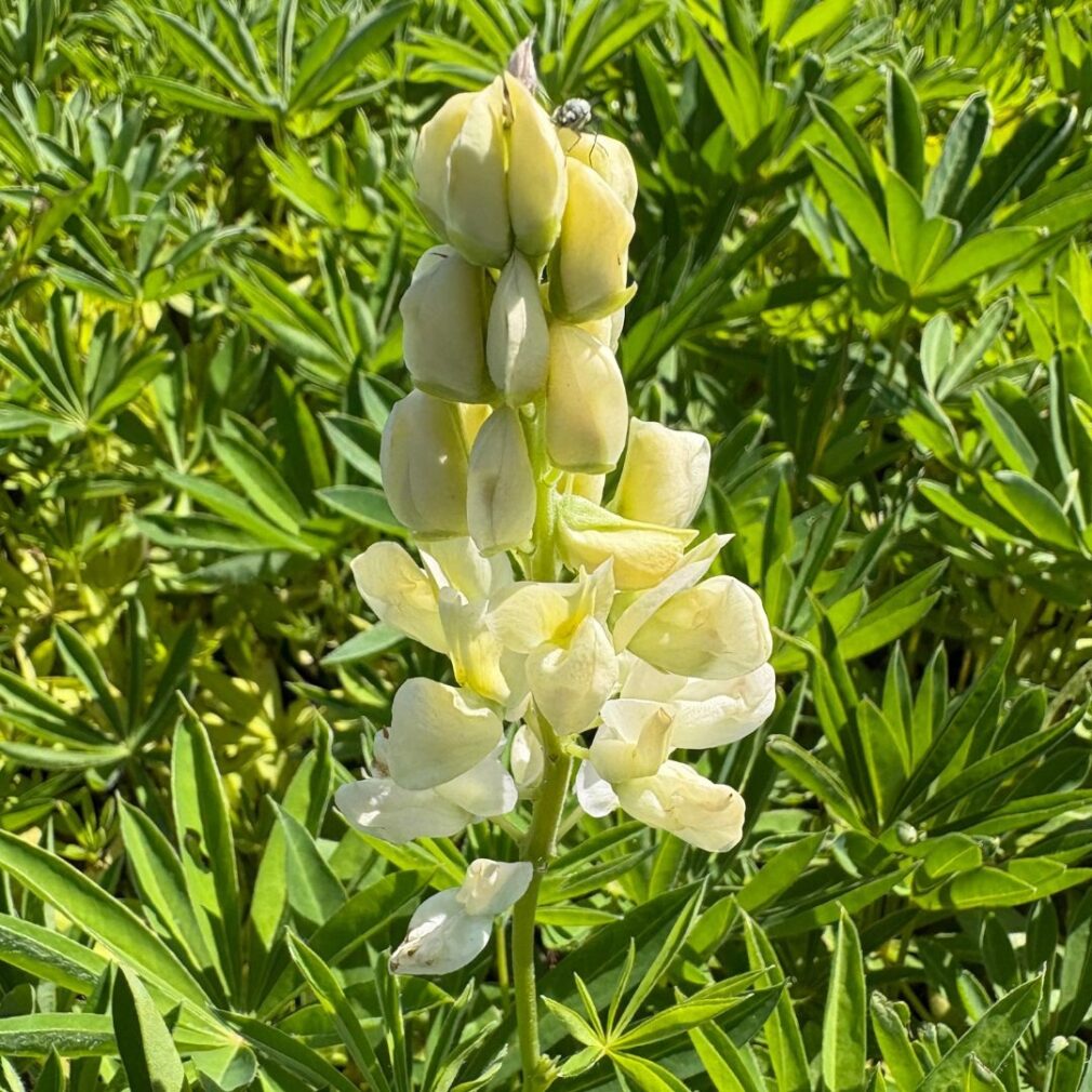 Lupinus 'Gallery White' (Lupine)