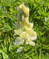 Lupinus 'Gallery White' (Lupine)