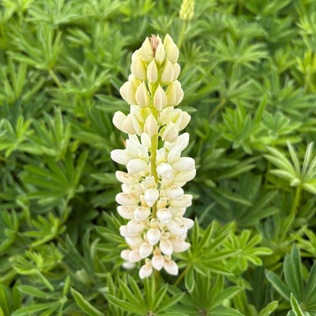 Lupinus 'Gallery White' (Lupine)