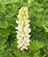 Lupinus 'Gallery White' (Lupine)