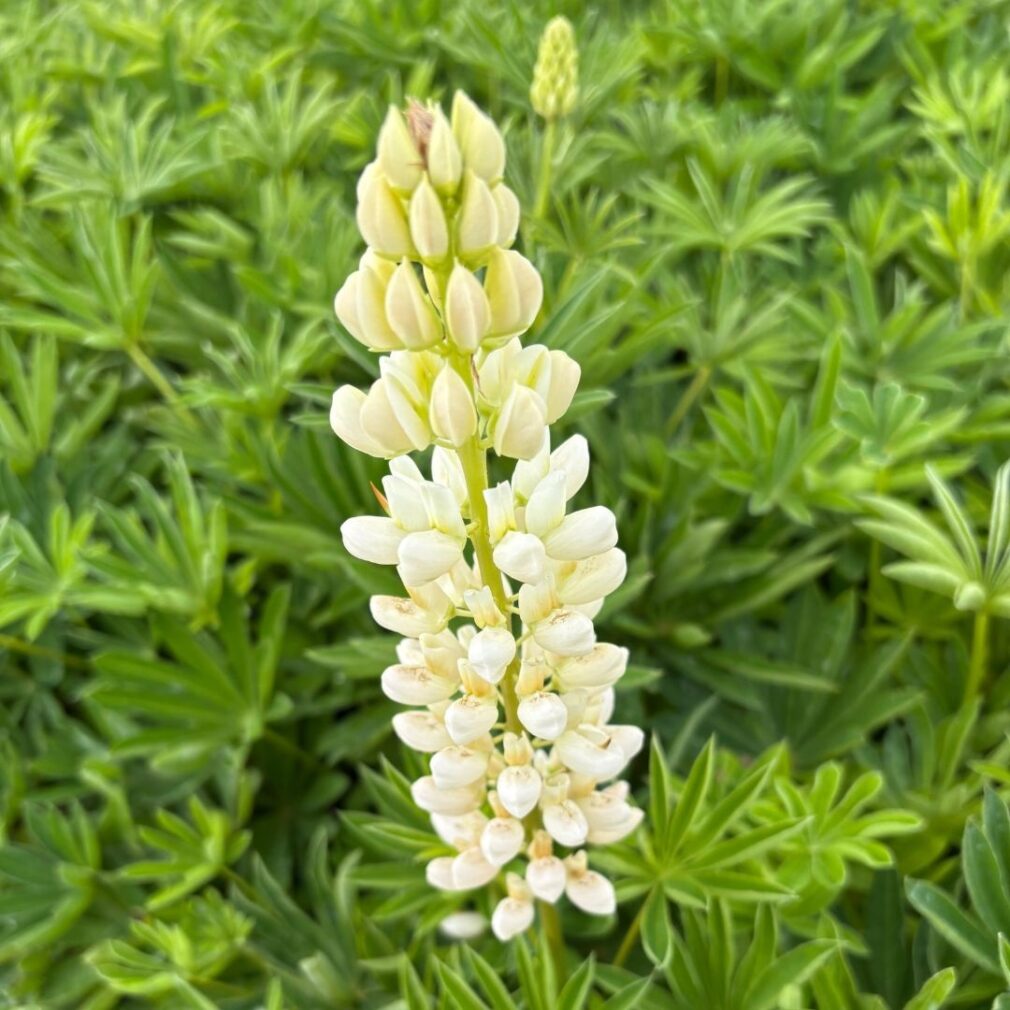 Lupinus 'Gallery White' (Lupine)