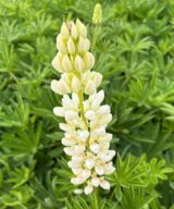 Lupinus 'Gallery White' (Lupine)