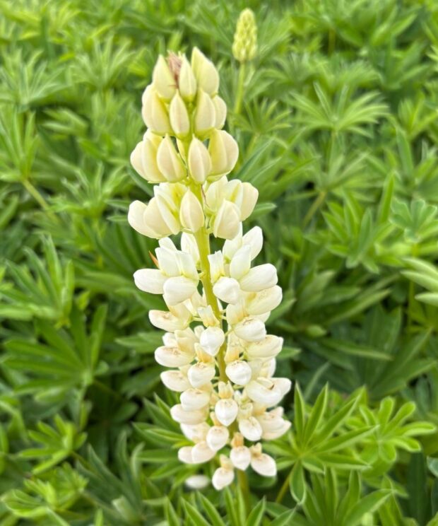 Lupinus 'Gallery White' (Lupine)