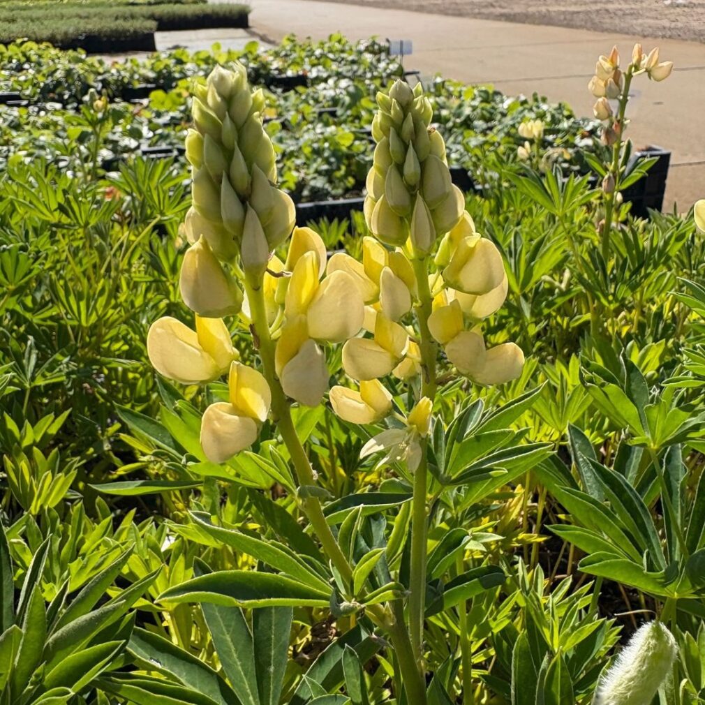 Lupinus 'Gallery Yellow' (Lupine)
