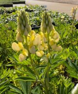 Lupinus 'Gallery Yellow' (Lupine)
