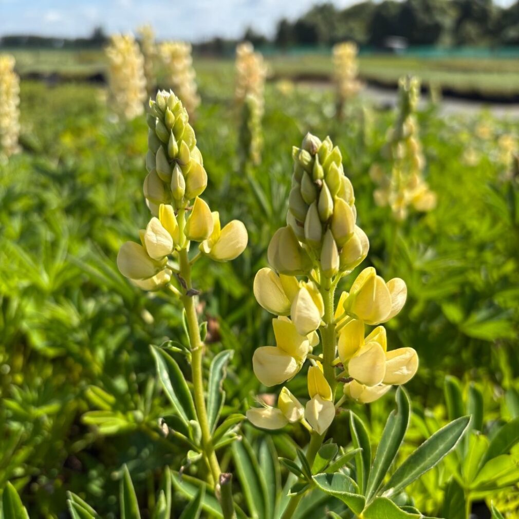 Lupinus 'Gallery Yellow' (Lupine)
