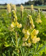 Lupinus 'Gallery Yellow' (Lupine)