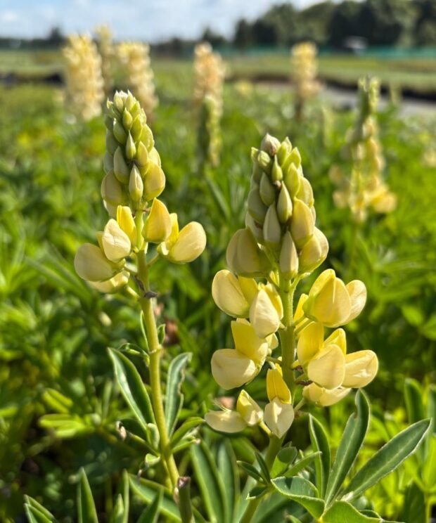 Lupinus 'Gallery Yellow' (Lupine)