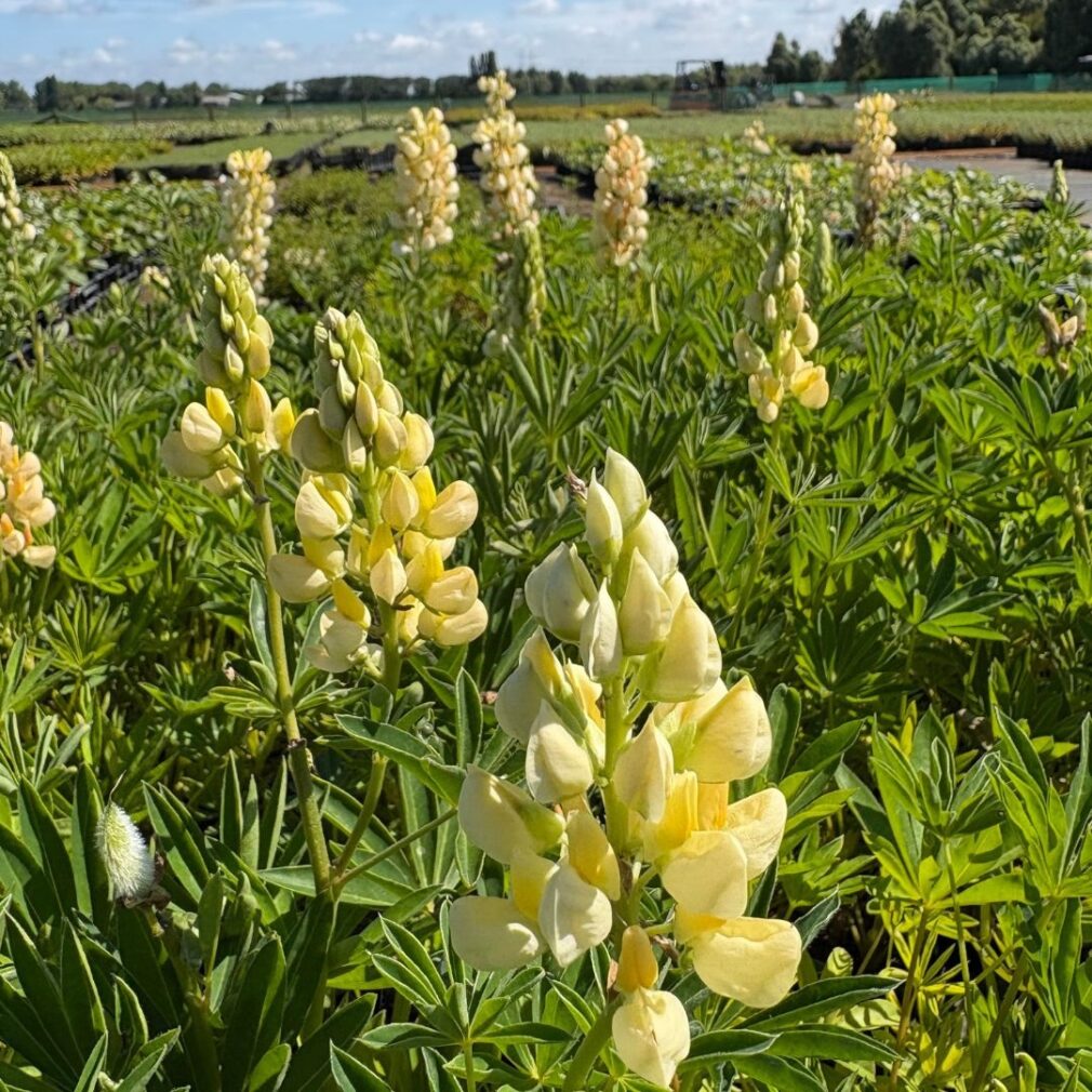 Lupinus 'Gallery Yellow' (Lupine)