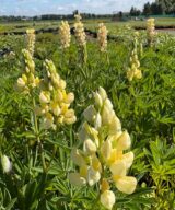 Lupinus 'Gallery Yellow' (Lupine)
