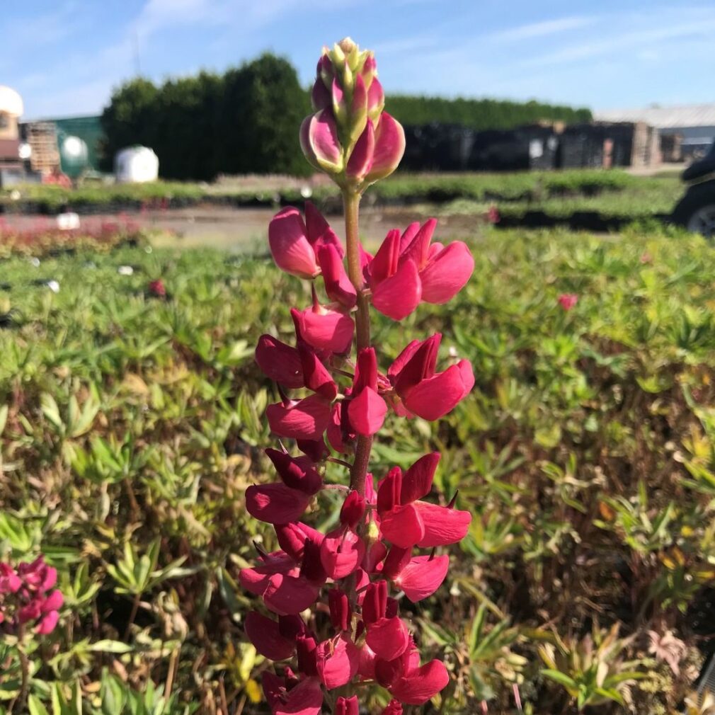 Lupinus 'The Pages' (Lupine)