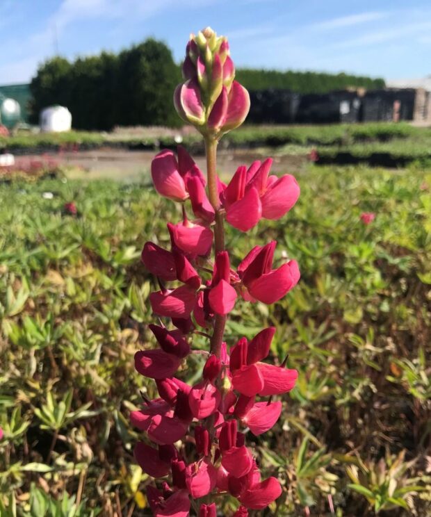 Lupinus 'The Pages' (Lupine)