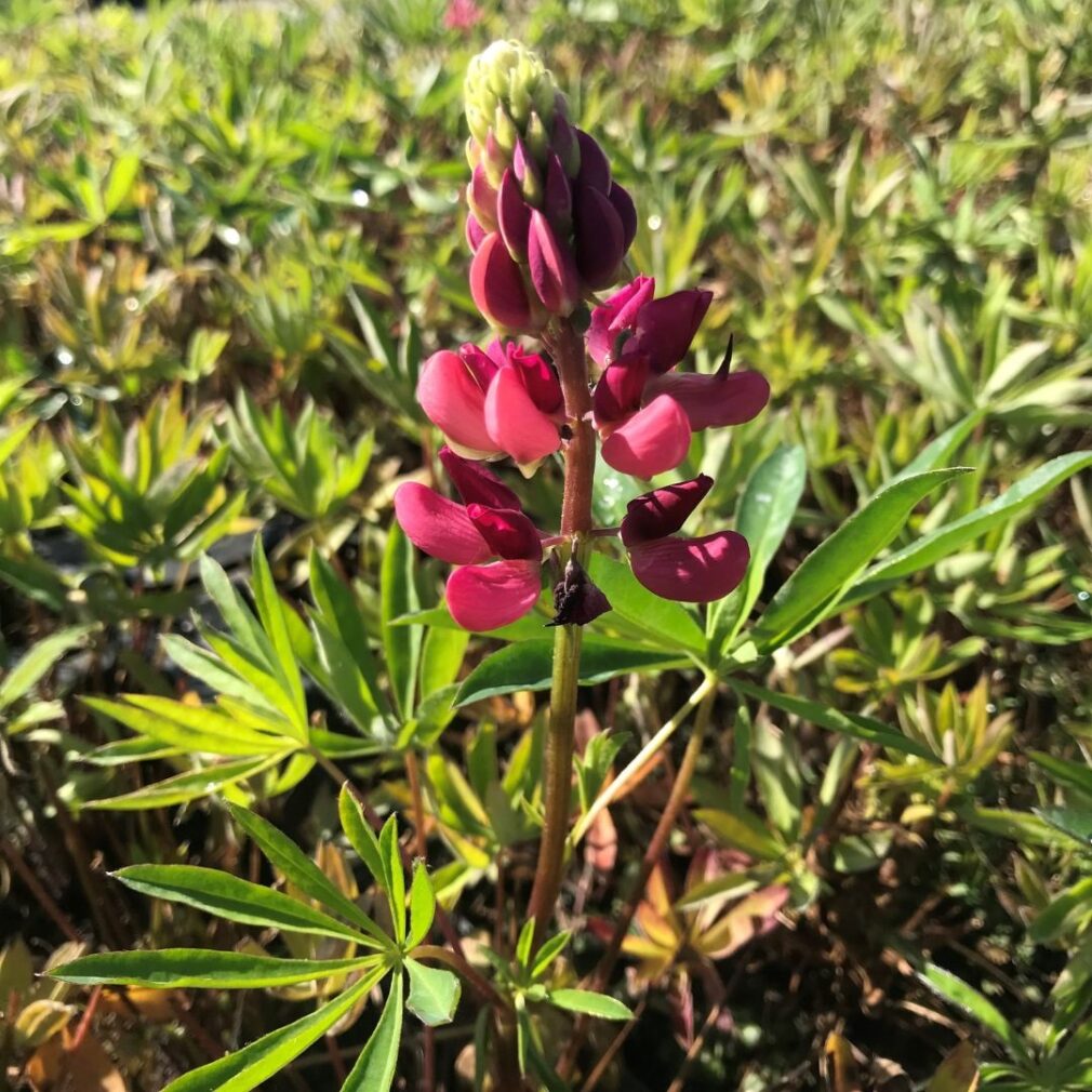 Lupinus 'The Pages' (Lupine)