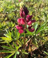 Lupinus 'The Pages' (Lupine)