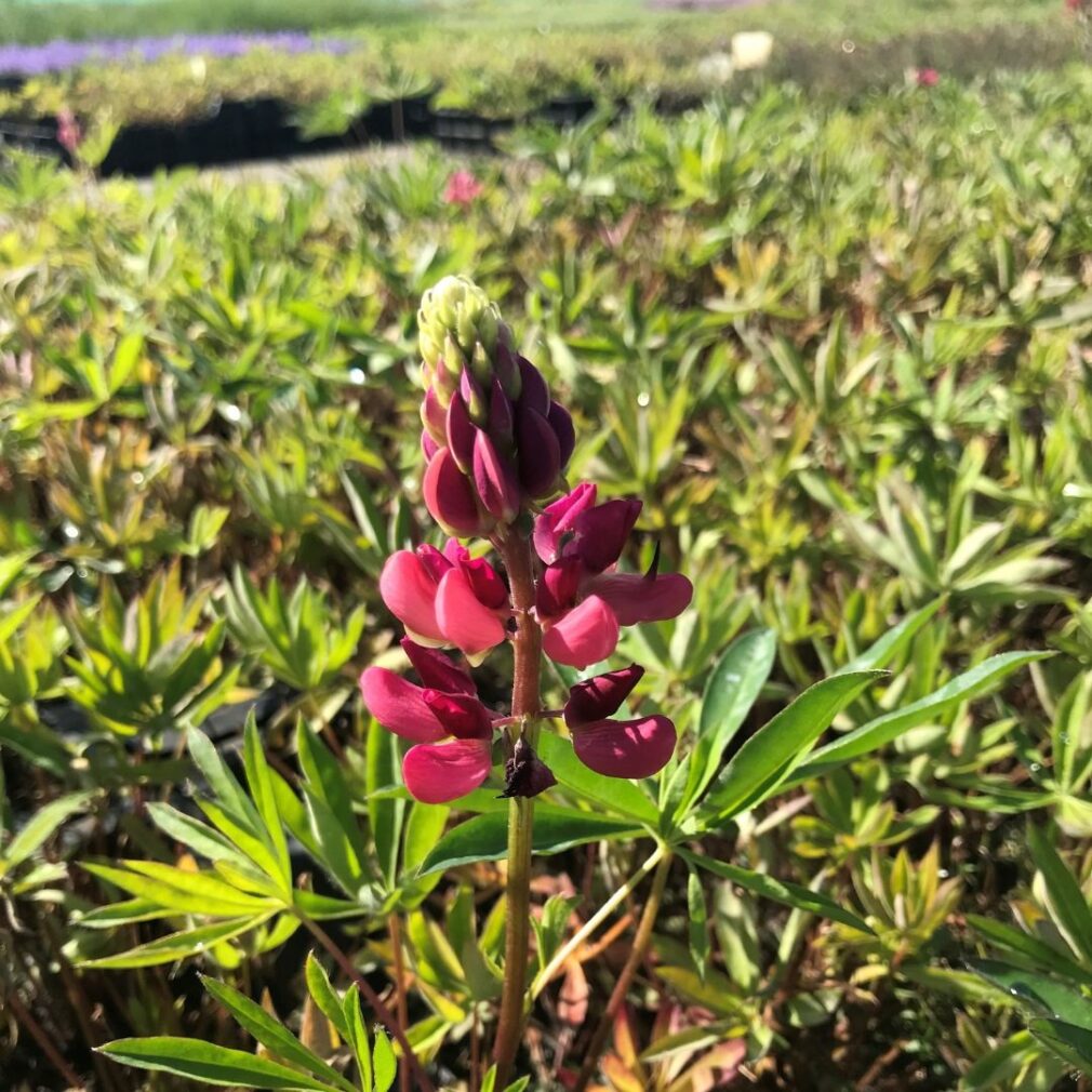 Lupinus 'The Pages' (Lupine)