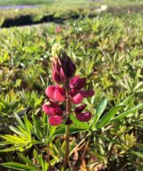 Lupinus 'The Pages' (Lupine)