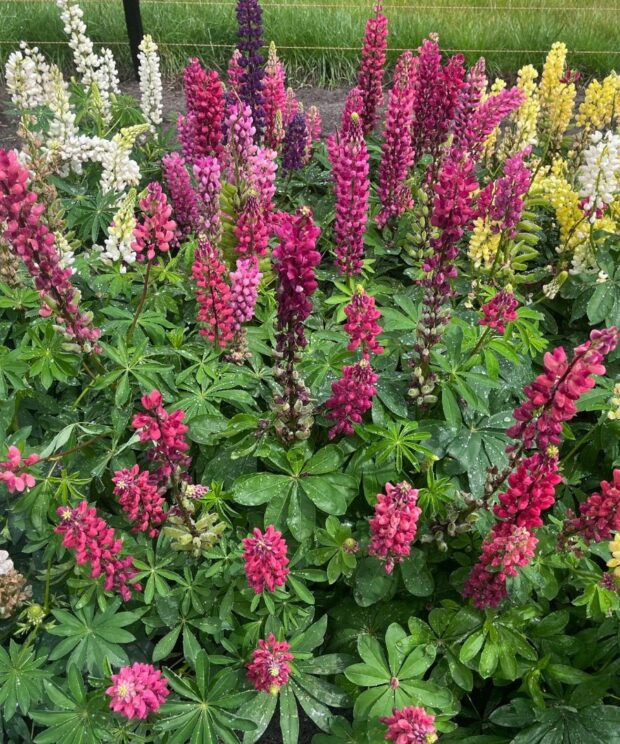 Lupinus 'Gallery Red' (Lupine)