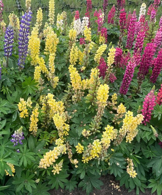 Lupinus 'Gallery Yellow' (Lupine)