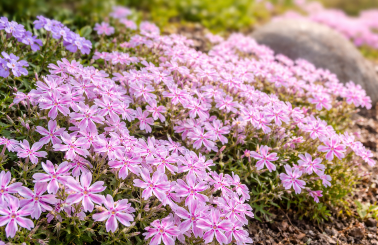 April in bloei: Phlox subulata ‘Candy Stripes’ – vrolijk voorjaar