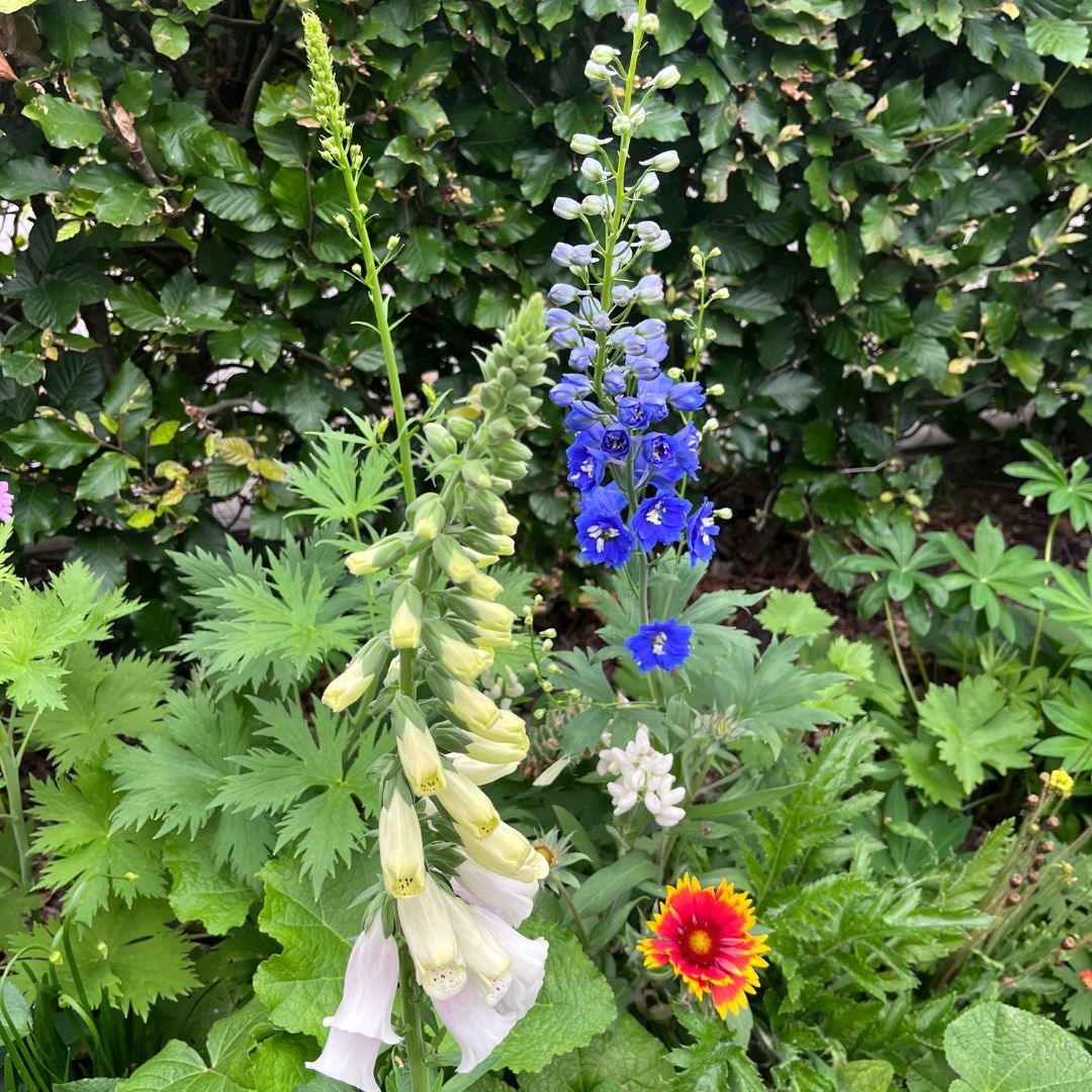 Delphinium 'Blue Bird' (Ridderspoor)