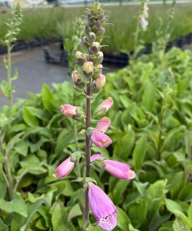Digitalis purpurea 'Foxy Hybrids' (Vingerhoedskruid)