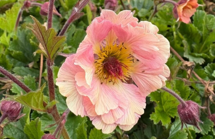 Mei in warme tinten: Geum ‘Mai Tai’ – zacht, speels en vol leven