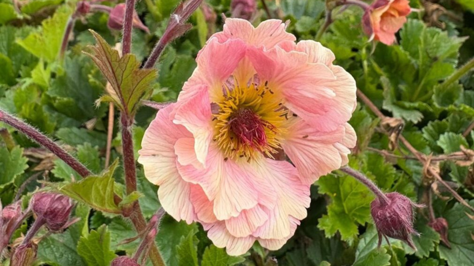 Mei in warme tinten: Geum ‘Mai Tai’ – zacht, speels en vol leven