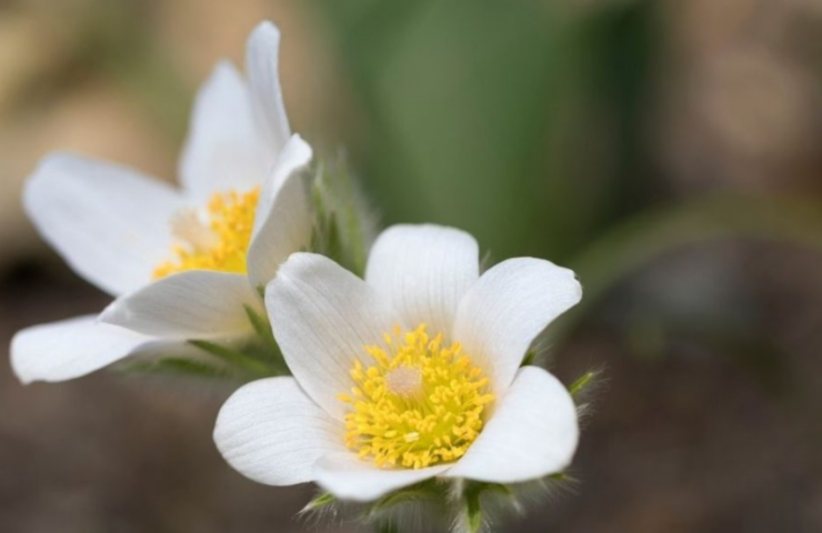 Pulsatilla vulgaris ‘Alba’.