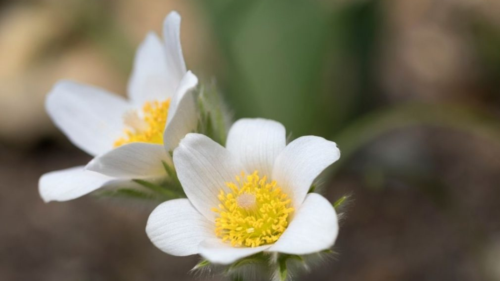 Pulsatilla vulgaris ‘Alba’.