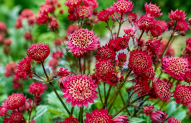 Astrantia major ‘Ruby Wedding’ vol diepte en karakter, een border vol sfeer en beweging